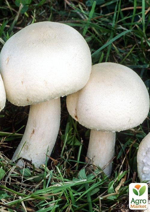 Сухий зерновий міцелій «Печериця двоспорова звичайна» 100г