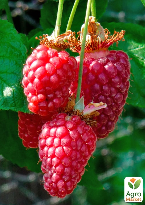 LMTD Ожиномалина "Tayberry" (сортова, укорінена)