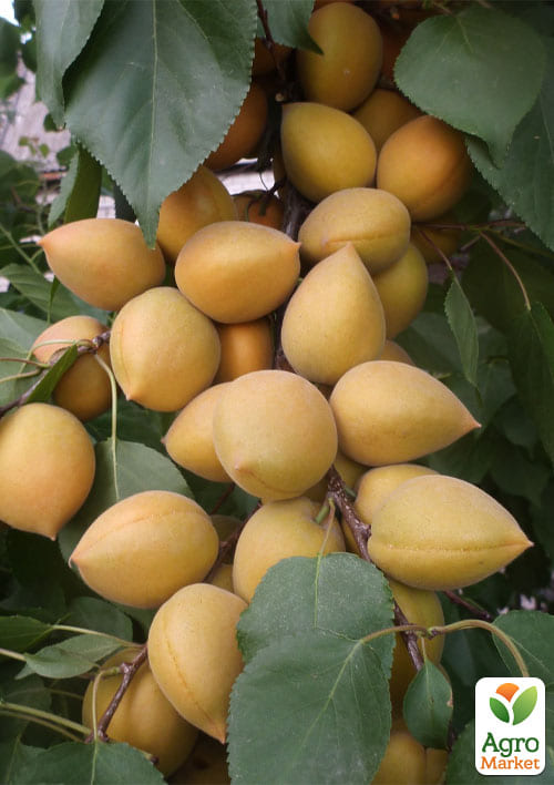 Абрикос "Лимонка" (літній сорт, ранній термін дозрівання) - фото 4