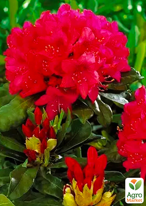 Рододендрон гібридний "Dotello"