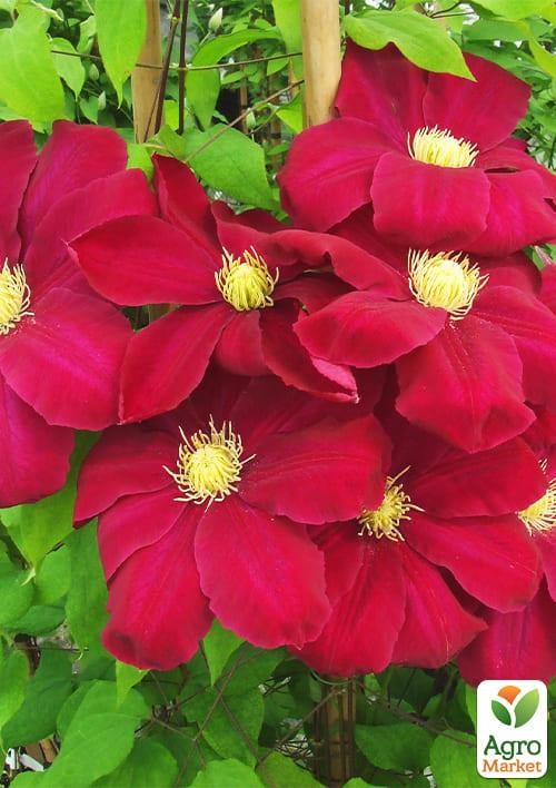 Клематис 3-х рiчний "Hoshi-no-Flamenco" С2 - фото 5