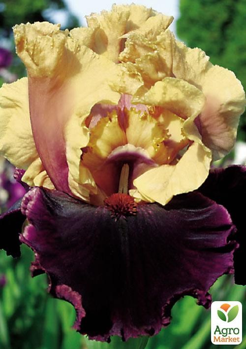 Ирис бородатый крупноцветковый "Prague"  
