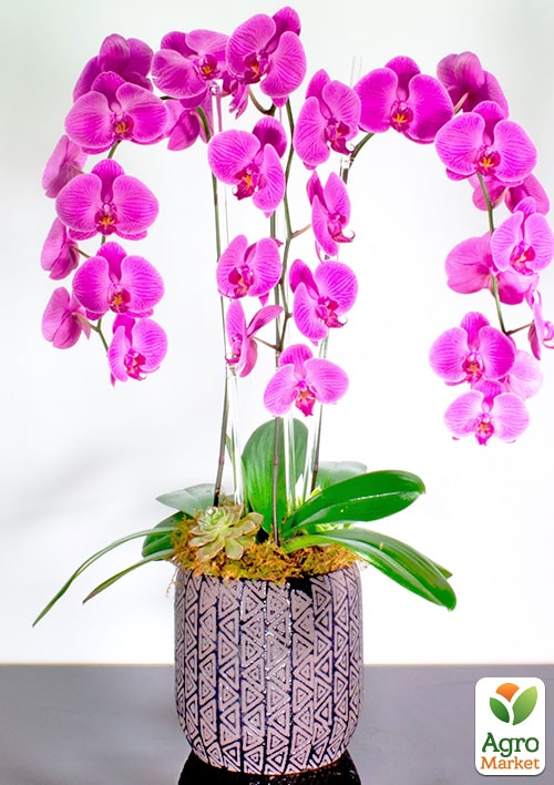Орхідея (Phalaenopsis) "Cascade Lilac"