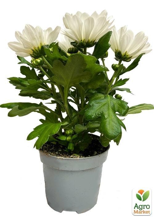 Хризантема "Classic White" (Нидерланды) - фото 2