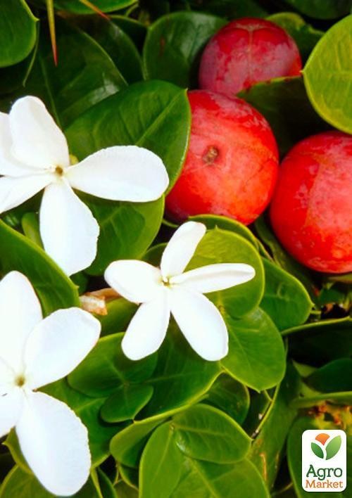 Карісса великоплідна (ягідна слива)