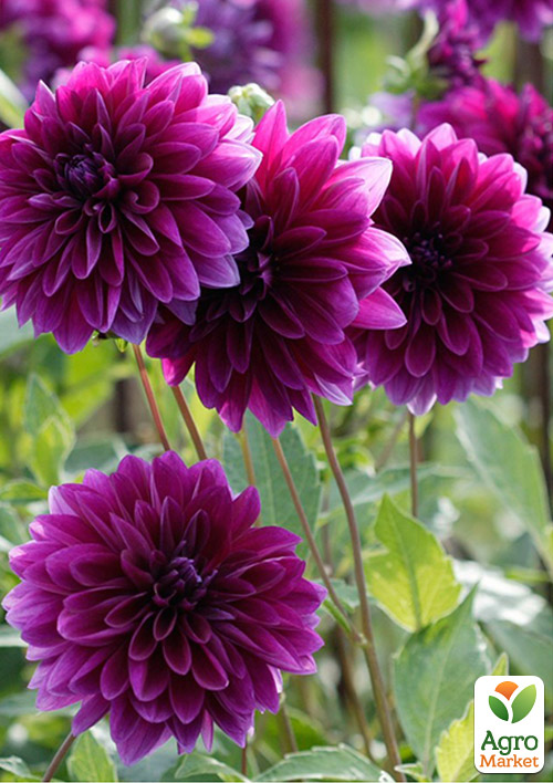 Георгина "Go Go Purple"