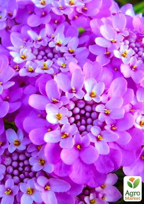 Іберіс бузковий (у банці) ТМ "Весна Органік" 3г - фото 2