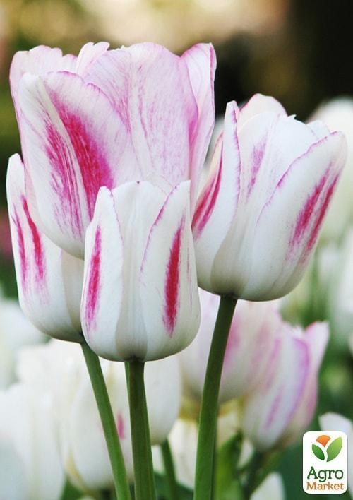 Тюльпан "Candy club" 3шт в упаковке