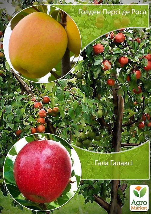 Дерево-сад Яблоня "Голден Перси де Роса+Гала Галакси" 