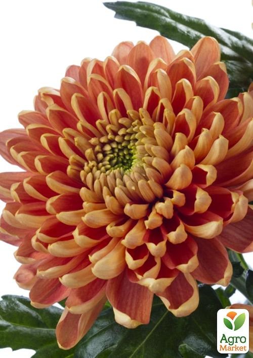 Хризантема зрізна "Rossano Orange"