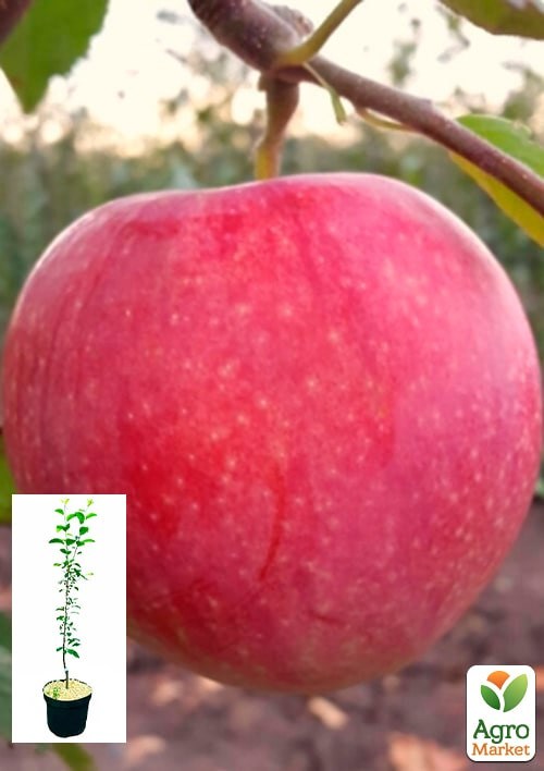Яблоня "Слава Победителям" укорененная в контейнере (саженец 2 года)
