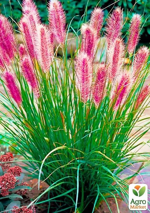 Пеннісетум 3х річний "Red Head" (висота саджанця 50-70см)