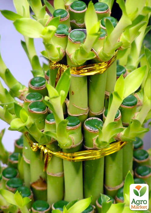 LMTD Бамбук Счастья "Lucky Tower" высота 25-30см - фото 6