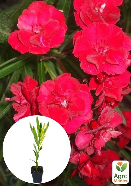 Олеандр полумахровый "Rubis" (вечнозеленый, душистый кустарник)