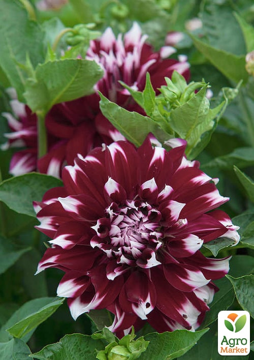 Жоржина "Davos" (гігантська квітка) - фото 2