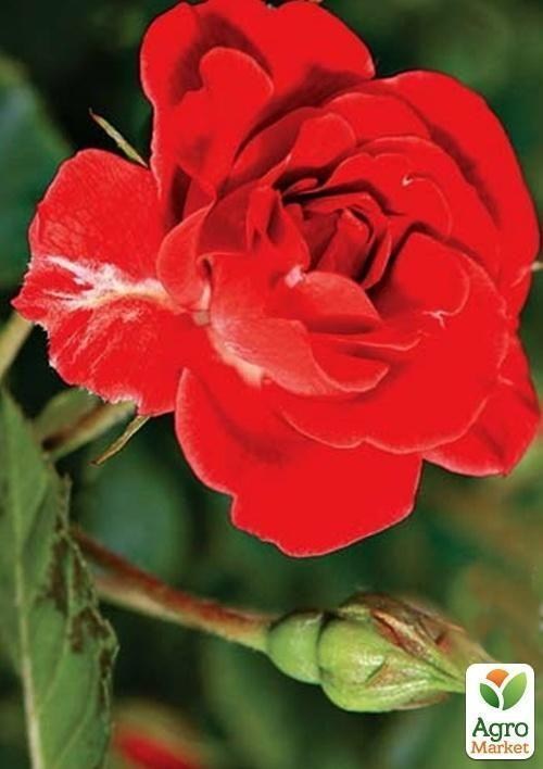 Роза почвопокровная "Fiona"