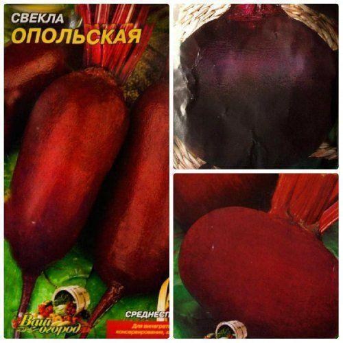 Комплект насіння буряка "Бордовий цукор" 5уп