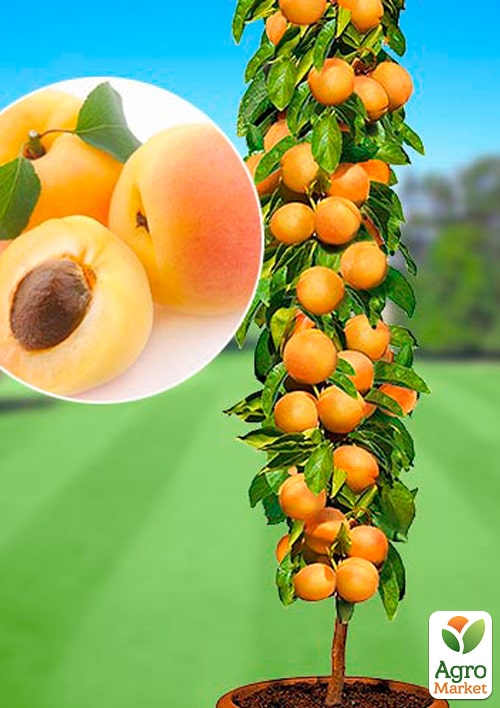 Абрикос колоновидный "Санни"