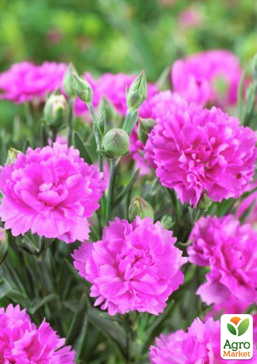 Гвоздика Махровая "Super Trouper Amy" 