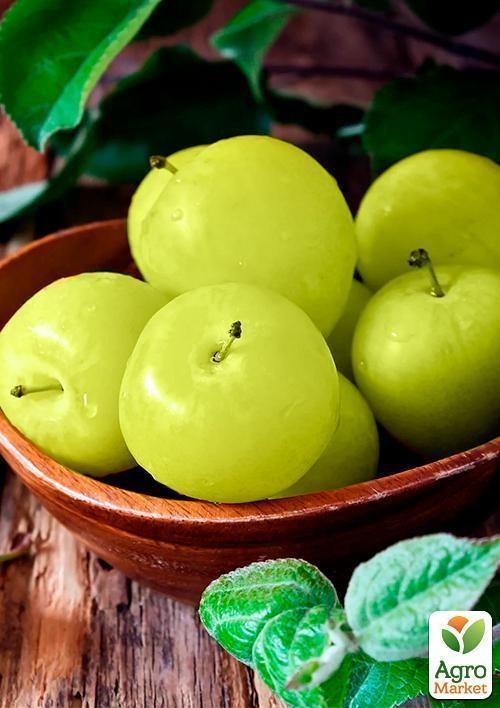 Слива "Никитская" (летний сорт, ранний срок созревания) - фото 2