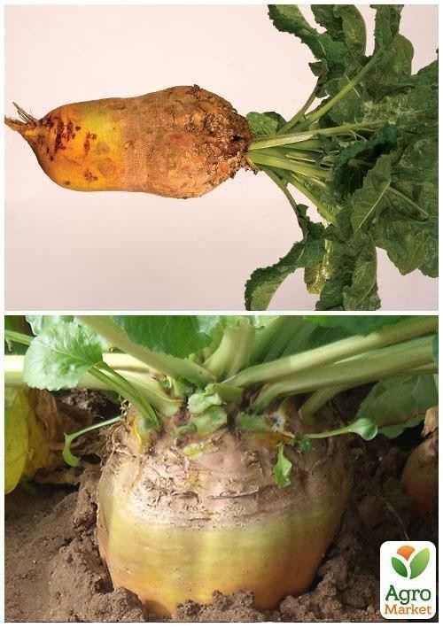 На развес Свекла кормовая "Урсус Поли" ТМ "Весна" цена за 15г - фото 4