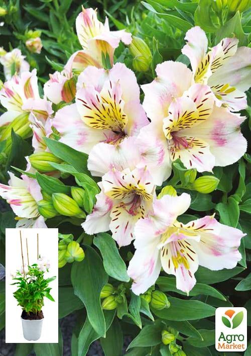 Альстромерия (перуанская лилия) "Times Valley" С2 высота 30-60см