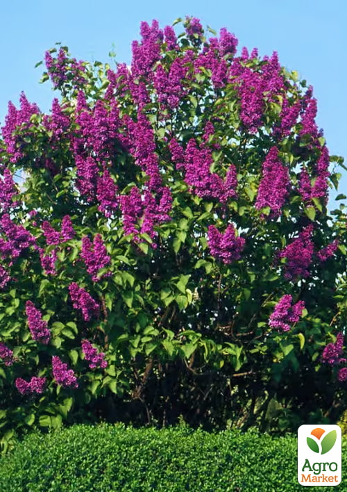 Сирень обыкновенная "Чарльз Джоли" - фото 2