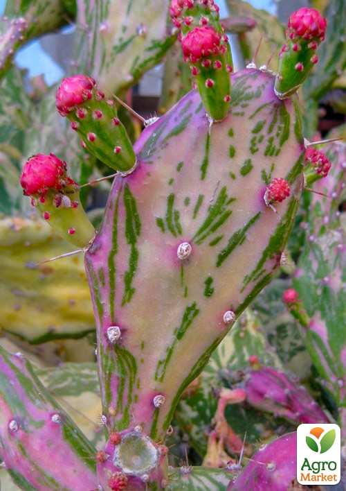 Кактус "Опунція" (Opuntia monacantha variegata) (Нідерланди)