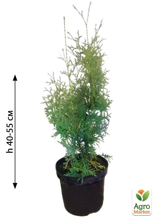 Туя западная "Columna" С3, высота 50-70см - фото 2