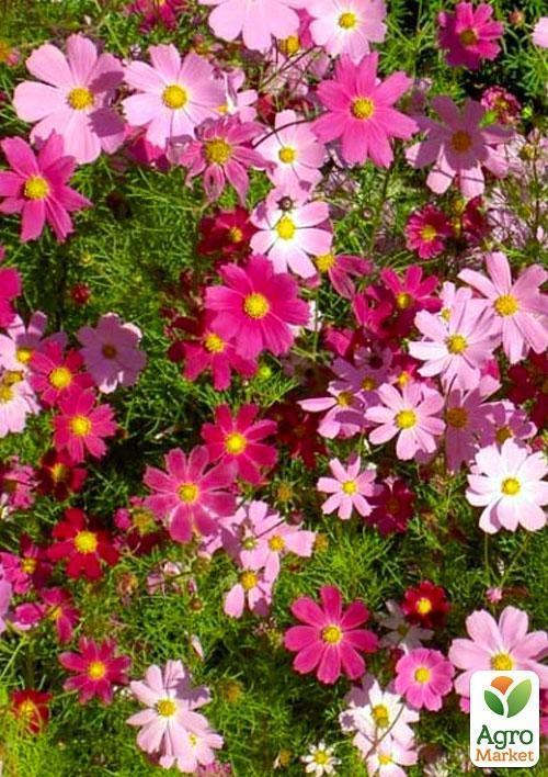 Космея "Дваждыперистая" (Зипер) ТМ "Весна" 1г - фото 2