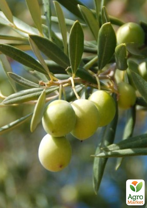 Оливкове Дерево "Сабіна" - фото 5