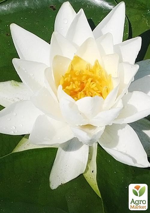 Нимфея "Пэррис Дабл Уайт"