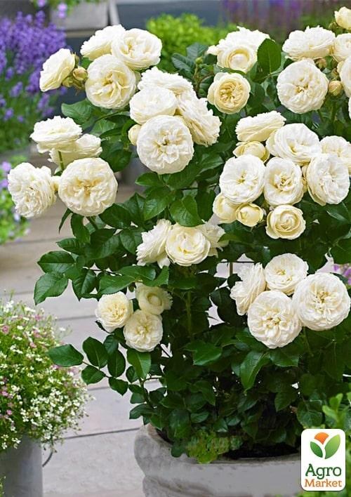 Роза в контейнере английская "Artemisl" (саженец класса АА+) - фото 2