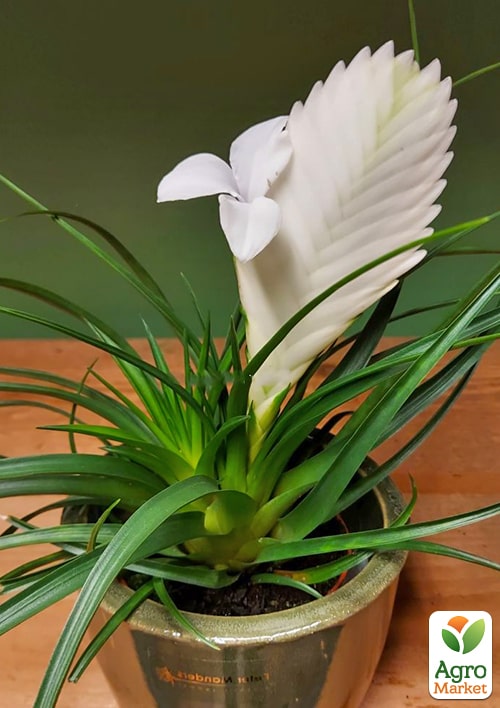 Тилландсия "Biancini" (Tillandsia Cyanea) - фото 7