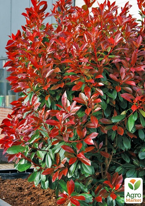 Фотиния Фразера "Little Red Robin" вазон Р9