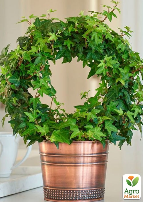 Плющ комнатный "Shamrock" (арка)