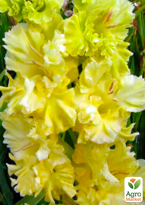 Гладиолус "Lemon Frizzle" 3шт