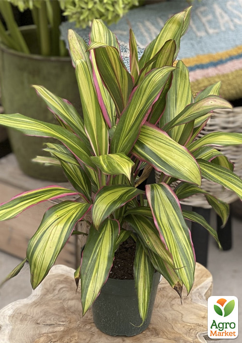 LMTD Кордилина "Kiwi" (высота 35-45см) вазон 12