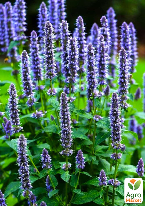 Гісоп лікарський "Аристократ" (цілющий, медоносний, морозостійкий)