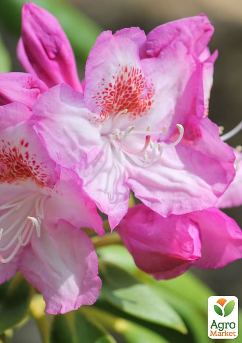 Рододендрон гібридний вічнозелений "Казимир Одновічел" (Kazimierz Odnowiciel) - фото 7