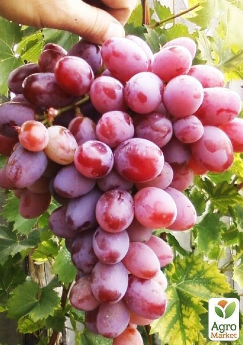 Виноград "Бастра" (кишмиш) - фото 2
