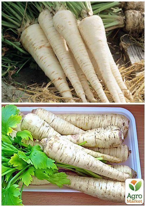 На развес Петрушка корневая "Берлинская" ТМ "Весна" цена за 5г - фото 3