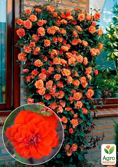 Роза плетистая "Оранж Мейландина" (Orange Meillandina) (саженец класса АА+) высший сорт