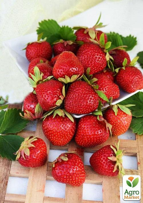 Эксклюзив! Клубника темно-вишневая "Украшение сада" (Decorating the garden) (премиальный высокоурожайный сорт) - фото 7