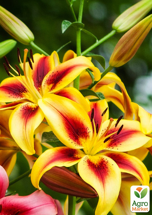 Лилия "Viva la Vida" (Гигантский цветок)