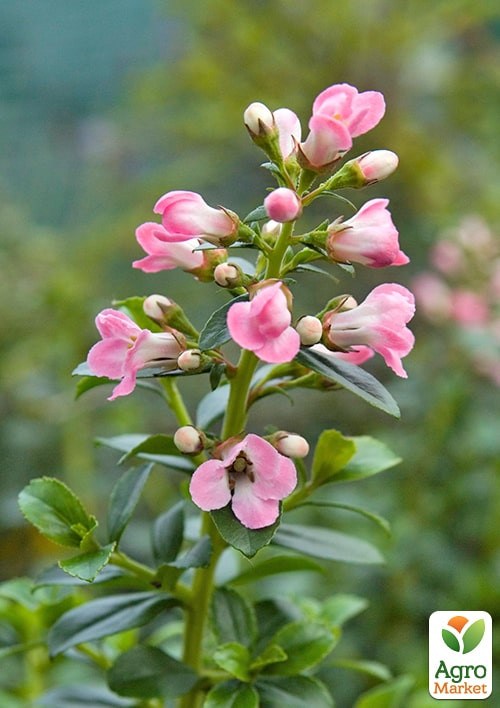 Эскаллония "Apple Blossom" - фото 4