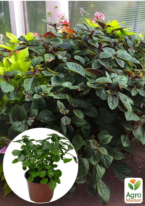 Плектрантус "Nico" (вьющийся многолетник, С1,5)