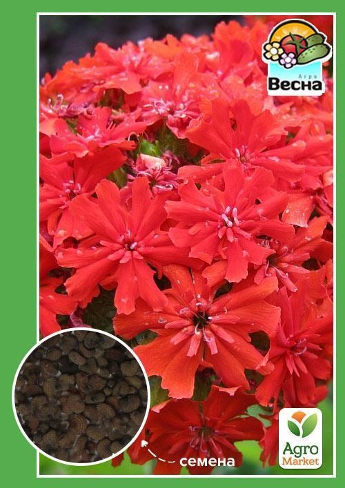 Лихнис "Халцедонский" ТМ "Весна" 0.2г