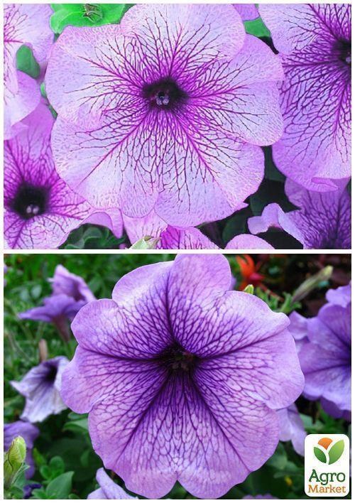 На вагу Петунія "Великоквіткова лиловая" ТМ "Весна" ціна за 1,5г - фото 2