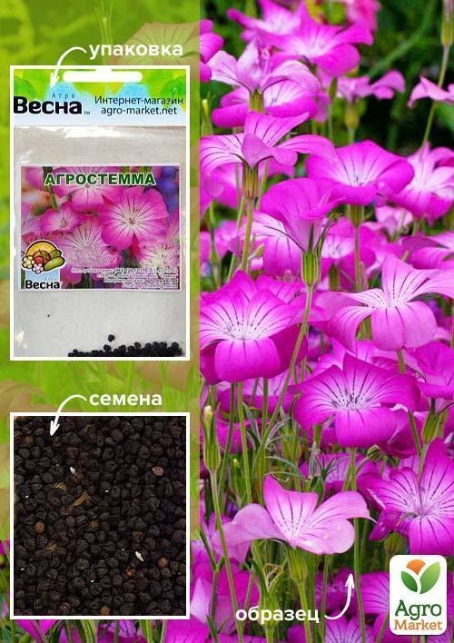 Агростемма (Зипер) ТМ "Весна" 1г